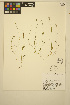  ( - ERM1169)  @11 [ ] CreativeCommons - Attribution Non-Commercial Share-Alike (2014) Unspecified UBC Herbarium