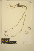  ( - ERM1213)  @11 [ ] CreativeCommons - Attribution Non-Commercial Share-Alike (2014) Unspecified UBC Herbarium