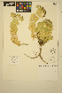  (Euphorbia myrsinites - ERM1734)  @11 [ ] CreativeCommons - Attribution Non-Commercial Share-Alike (2014) Unspecified UBC Herbarium