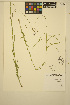  ( - ERM1754)  @11 [ ] CreativeCommons - Attribution Non-Commercial Share-Alike (2014) Unspecified UBC Herbarium