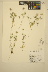 ( - MF65)  @11 [ ] CreativeCommons - Attribution Non-Commercial Share-Alike (2014) Unspecified UBC Herbarium