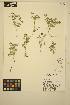  ( - MF69)  @11 [ ] CreativeCommons - Attribution Non-Commercial Share-Alike (2014) Unspecified UBC Herbarium