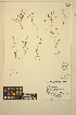  ( - MF85)  @11 [ ] CreativeCommons - Attribution Non-Commercial Share-Alike (2014) Unspecified UBC Herbarium