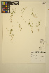  ( - MF87)  @11 [ ] CreativeCommons - Attribution Non-Commercial Share-Alike (2014) Unspecified UBC Herbarium