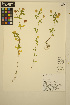  ( - FF99)  @11 [ ] CreativeCommons - Attribution Non-Commercial Share-Alike (2014) Unspecified UBC Herbarium