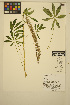  (Lupinus burkei - FF101)  @11 [ ] CreativeCommons - Attribution Non-Commercial Share-Alike (2014) Unspecified UBC Herbarium