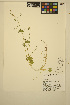  ( - ERM472)  @11 [ ] CreativeCommons - Attribution Non-Commercial Share-Alike (2014) Unspecified UBC Herbarium
