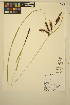  ( - ERM507)  @11 [ ] CreativeCommons - Attribution Non-Commercial Share-Alike (2014) Unspecified UBC Herbarium