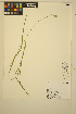  ( - ERM565)  @11 [ ] CreativeCommons - Attribution Non-Commercial Share-Alike (2014) Unspecified UBC Herbarium