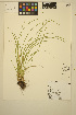  (Carex bolanderi - ERM776)  @11 [ ] CreativeCommons - Attribution Non-Commercial Share-Alike (2014) Unspecified UBC Herbarium