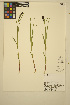  ( - ERM850)  @11 [ ] CreativeCommons - Attribution Non-Commercial Share-Alike (2014) Unspecified UBC Herbarium