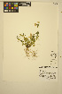  ( - ERM958)  @11 [ ] CreativeCommons - Attribution Non-Commercial Share-Alike (2014) Unspecified UBC Herbarium