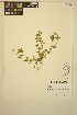  ( - ERM998)  @11 [ ] CreativeCommons - Attribution Non-Commercial Share-Alike (2014) Unspecified UBC Herbarium