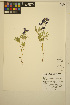  (Lupinus arcticus - ERM1088)  @11 [ ] CreativeCommons - Attribution Non-Commercial Share-Alike (2014) Unspecified UBC Herbarium
