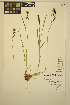  ( - ERM1100)  @11 [ ] CreativeCommons - Attribution Non-Commercial Share-Alike (2014) Unspecified UBC Herbarium