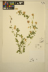  ( - ERM1156)  @11 [ ] CreativeCommons - Attribution Non-Commercial Share-Alike (2014) Unspecified UBC Herbarium