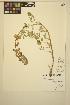  ( - ERM1341)  @11 [ ] CreativeCommons - Attribution Non-Commercial Share-Alike (2014) Unspecified UBC Herbarium