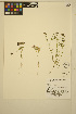  ( - ERM1377)  @11 [ ] CreativeCommons - Attribution Non-Commercial Share-Alike (2014) Unspecified UBC Herbarium