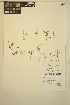  ( - ERM1398)  @11 [ ] CreativeCommons - Attribution Non-Commercial Share-Alike (2014) Unspecified UBC Herbarium
