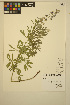  ( - ERM1458)  @11 [ ] CreativeCommons - Attribution Non-Commercial Share-Alike (2014) Unspecified UBC Herbarium