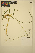  ( - ERM1619)  @11 [ ] CreativeCommons - Attribution Non-Commercial Share-Alike (2014) Unspecified UBC Herbarium