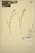  ( - ERM1681)  @11 [ ] CreativeCommons - Attribution Non-Commercial Share-Alike (2014) Unspecified UBC Herbarium