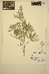  ( - ERM1762)  @11 [ ] CreativeCommons - Attribution Non-Commercial Share-Alike (2014) Unspecified UBC Herbarium