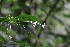  (Clerodendrum klemmei - Fernando5016)  @11 [ ] Copyright  Edwino S. Fernando University of the Philippines Los Banos