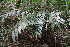  (Alpinia flabellata - Fernando5017)  @11 [ ] Copyright  Edwino S. Fernando University of the Philippines Los Banos