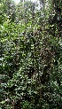  (Ahernia - Fernando5031)  @11 [ ] Copyright  Edwino S. Fernando University of the Philippines Los Banos