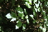  (Pterocymbium - Fernando5028)  @11 [ ] Copyright  Edwino S. Fernando University of the Philippines Los Banos