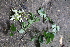  (Mucuna - Fernando5081)  @11 [ ] Copyright  Edwino S. Fernando University of the Philippines Los Banos