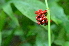  ( - P_G007)  @11 [ ] Copyright  Pamela Reblora ASEAN Centre for Biodiversity
