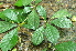  (Baccaurea tetandra - P_G002)  @11 [ ] Copyright  Pamela Reblora ASEAN Centre for Biodiversity