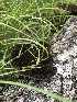  (Hexagonia - VSC-F0000056)  @11 [ ] by (2020) pnfoster Valdosta State University