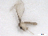  ( - BIOUG01785-F12)  @12 [ ] CreativeCommons - Attribution (2012) CBG Photography Group Centre for Biodiversity Genomics