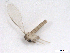  ( - BIOUG01785-G01)  @13 [ ] CreativeCommons - Attribution (2012) CBG Photography Group Centre for Biodiversity Genomics