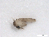  ( - BIOUG01785-G02)  @12 [ ] CreativeCommons - Attribution (2012) CBG Photography Group Centre for Biodiversity Genomics