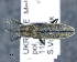  (Lixus fasciculatus - CNCCOLVG00011004)  @11 [ ] c (2020) Vasily Grebennikov CFIA
