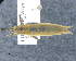  ( - CNCCOLVG00011007)  @11 [ ] c (2020) Vasily Grebennikov CFIA
