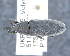  ( - CNCCOLVG00011016)  @11 [ ] c (2020) Vasily Grebennikov CFIA