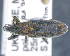  ( - CNCCOLVG00011044)  @11 [ ] c (2020) Vasily Grebennikov CFIA