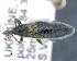  (Lixus incanescens - CNCCOLVG00011051)  @11 [ ] c (2020) Vasily Grebennikov CFIA
