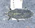  (Lixus circumcinctus - CNCCOLVG00011082)  @11 [ ] c (2020) Vasily Grebennikov CFIA