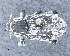  ( - CNCCOLVG00011083)  @11 [ ] c (2020) Vasily Grebennikov CFIA
