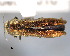  (Agrilus solieri - CNCCOLVG00000349)  @13 [ ] Copyright (2011) Vasily Grebennikov CFIA