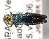  (Agrilus pratensis - CNCCOLVG00000351)  @14 [ ] Copyright (2011) Vasily Grebennikov CFIA