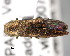  ( - CNCCOLVG00000353)  @14 [ ] Copyright (2011) Vasily Grebennikov CFIA