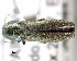  (Agrilus curtulus - CNCCOLVG00000354)  @14 [ ] Copyright (2011) Vasily Grebennikov CFIA