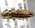  (Agrilus uhagoni - CNCCOLVG00000355)  @11 [ ] Copyright (2011) Vasily Grebennikov CFIA